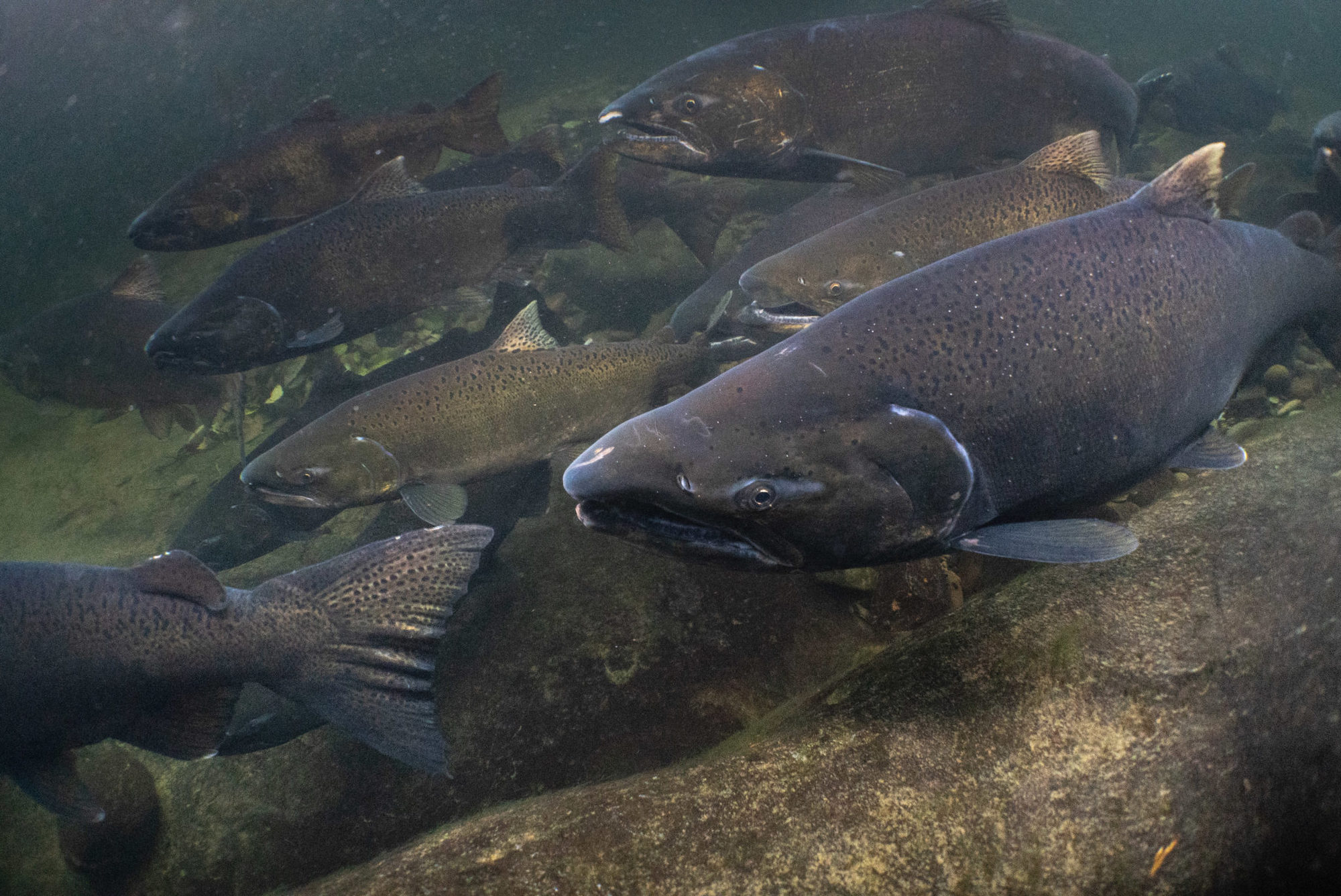 Understanding How Ocean Harvest Affects the Size, Abundance, and Resiliency  of Chinook – Wild Fish Conservancy Northwest