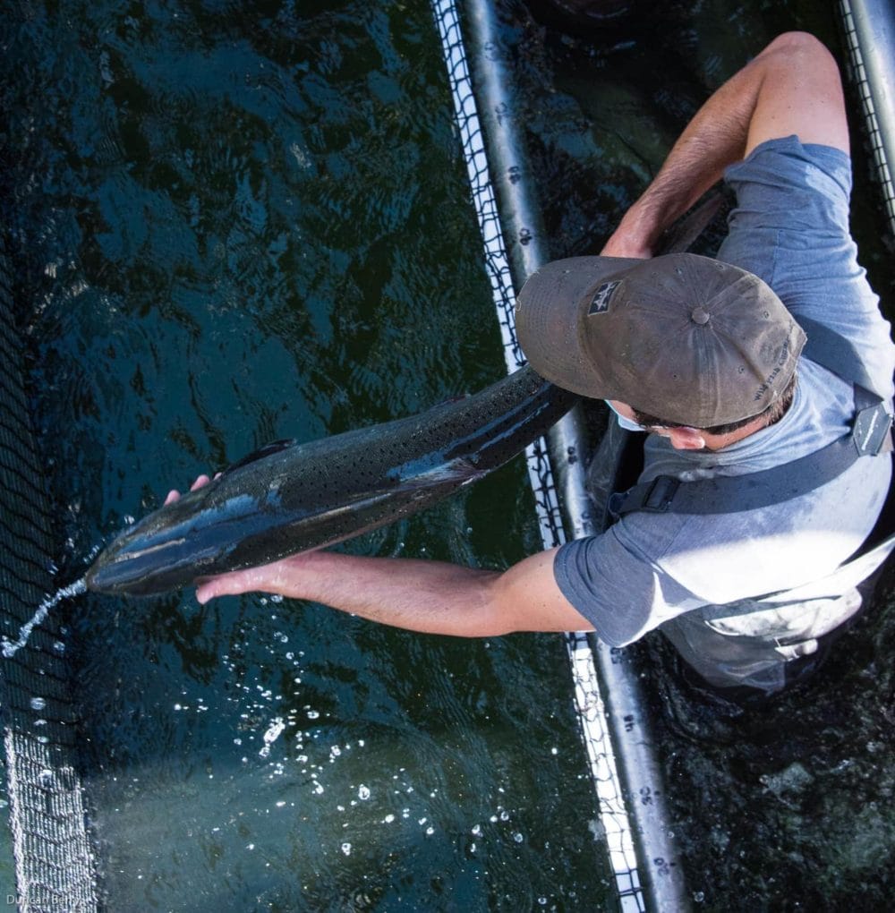 Wild Fish Capture A Dual Purpose: Sustainable Harvest and Fisheries Monitoring – Wild ...