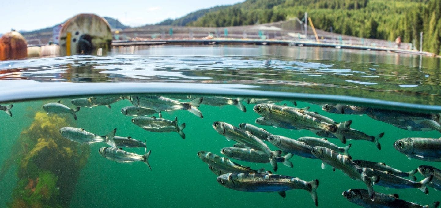 New Federal Analysis Finds Puget Sound Commercial Net Pens Are Harming  Salmon, Steelhead, And Other Protected Fish – Wild Fish Conservancy  Northwest