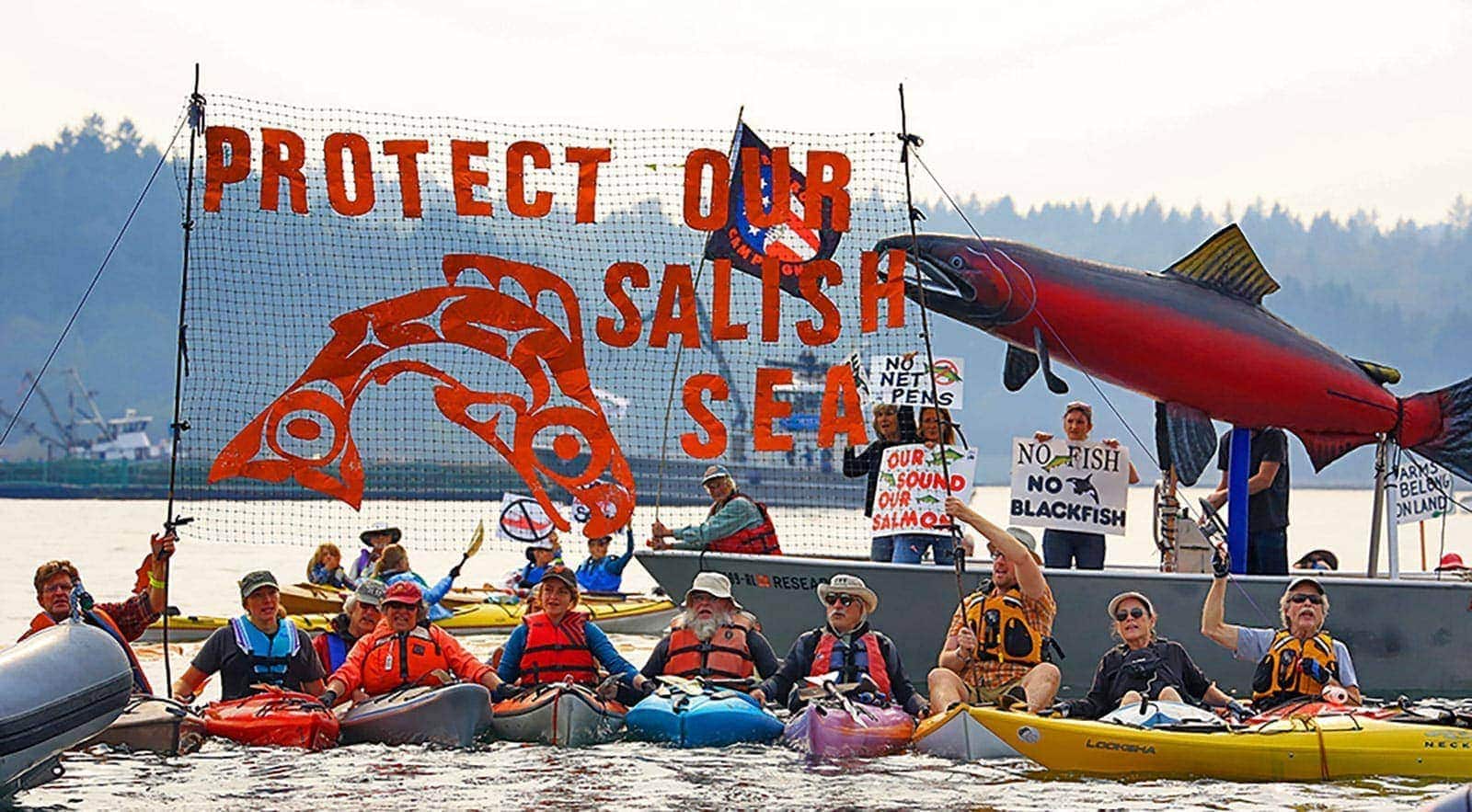 Net Pen Decision Leads to Historic Victory for Wild Salmon, Orcas, and the Health of Puget Sound