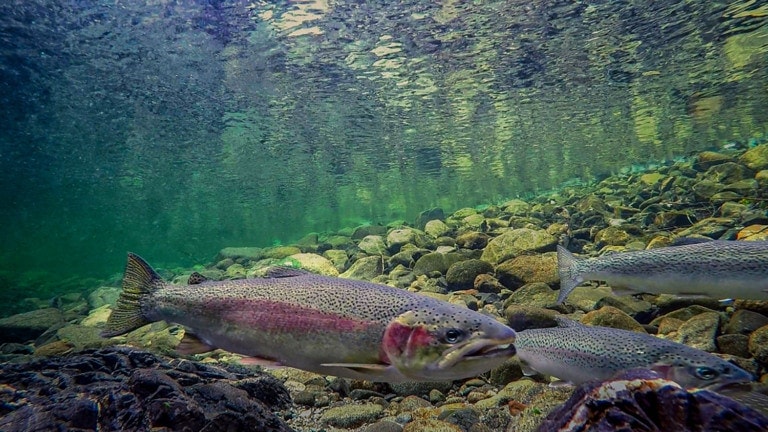 Lawsuit Launched to Protect Olympic Peninsula Steelhead