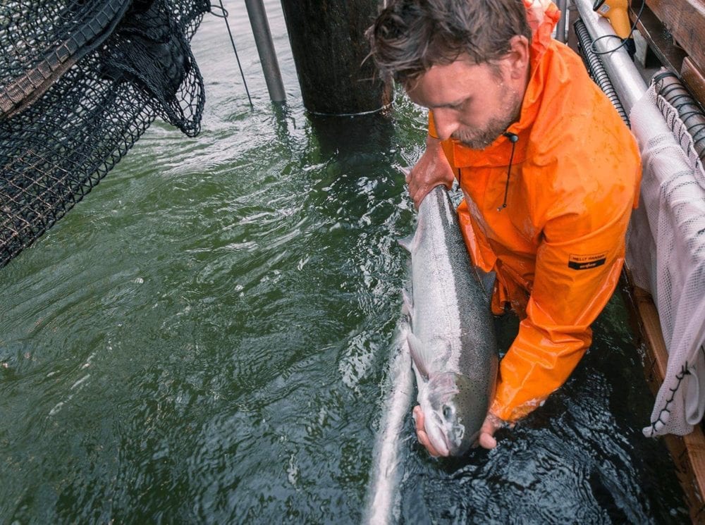 Washington Takes Historic Step to Legalize Fish Traps for Sustainable