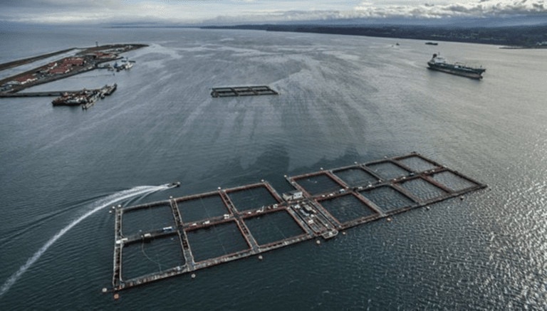 A Second Court Rejects Cooke Aquaculture’s Challenge Over Termination of Port Angeles Net Pen Lease