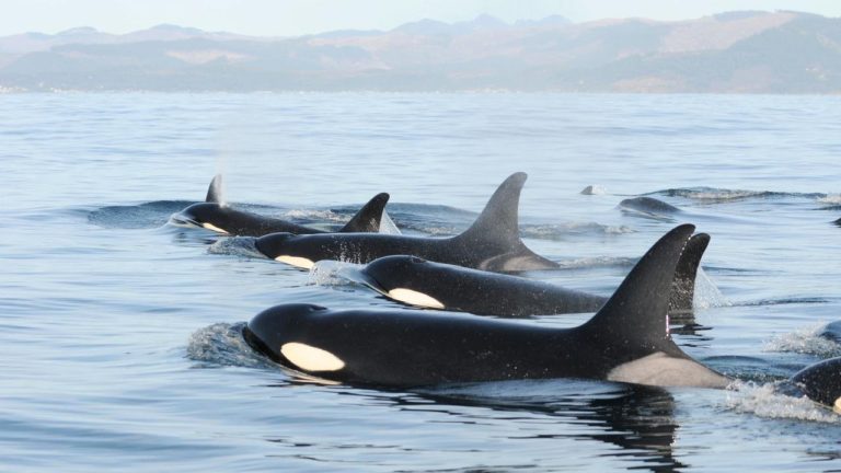 New Research Shows Curtailing Chinook Salmon Ocean Fisheries Will Promote Southern Resident Orca & Wild Chinook Recovery