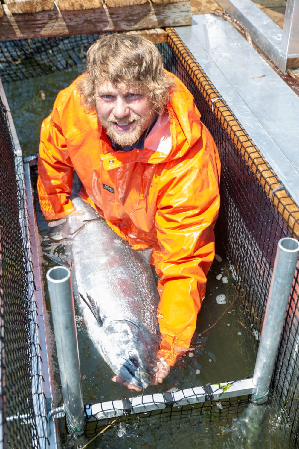 Wild Fish Capture New Study Supports Findings of 100% Wild Salmon Survival from Fish ...