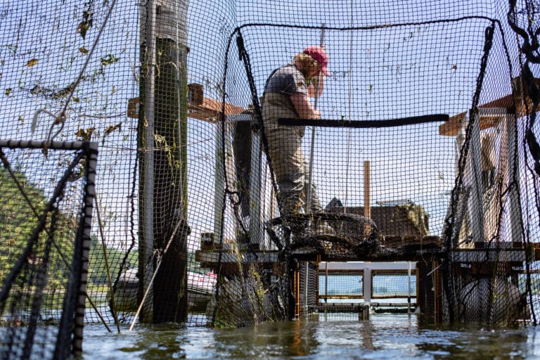 New Study Supports Findings of 100% Wild Salmon Survival from Fish Traps