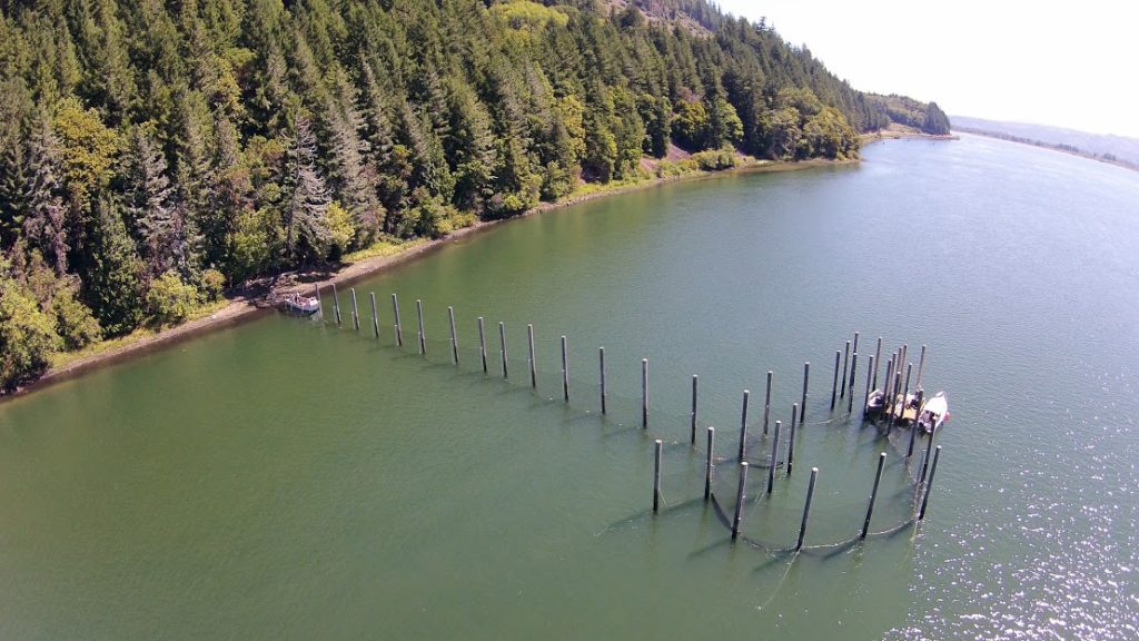 Fish Trap Research – Wild Fish Conservancy Northwest