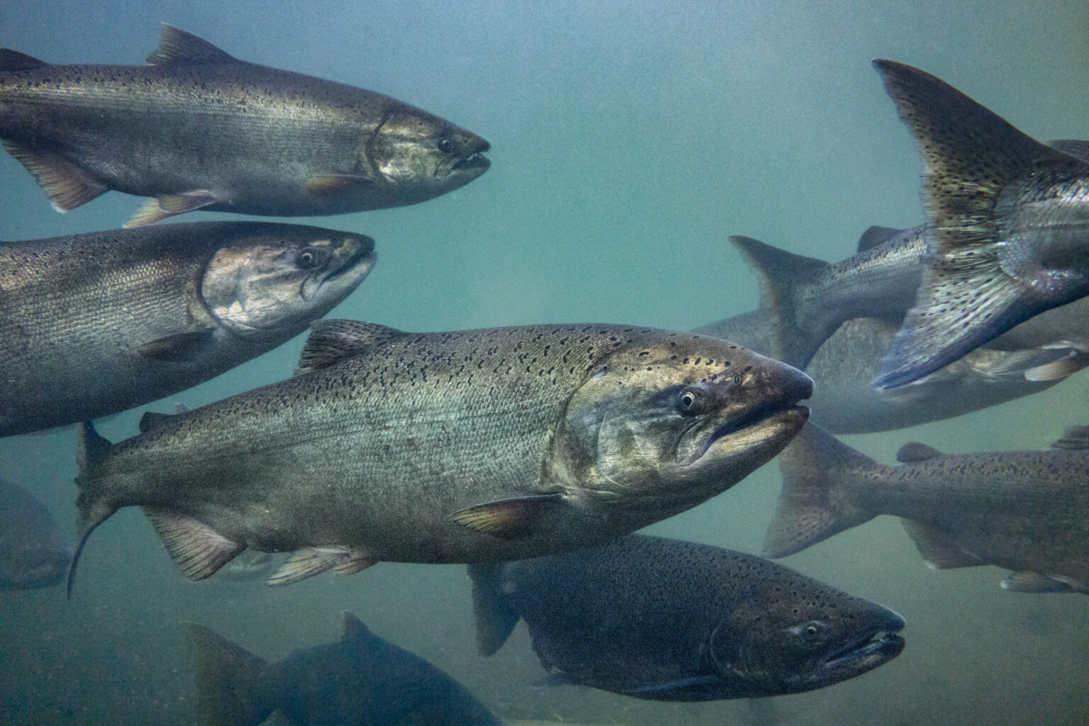 Wild Chinook salmon, (Conrad Gowell)