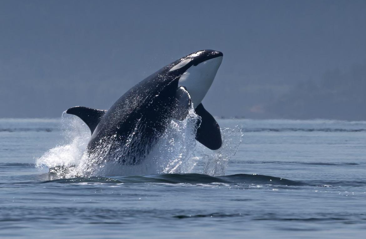 Southern Resident Killer Whale J19 “Sachi” in August 2022 in Puget Sound PhotoS_Wild Orca, Taken under NMFS permit # 26288, wildorca.org smaller