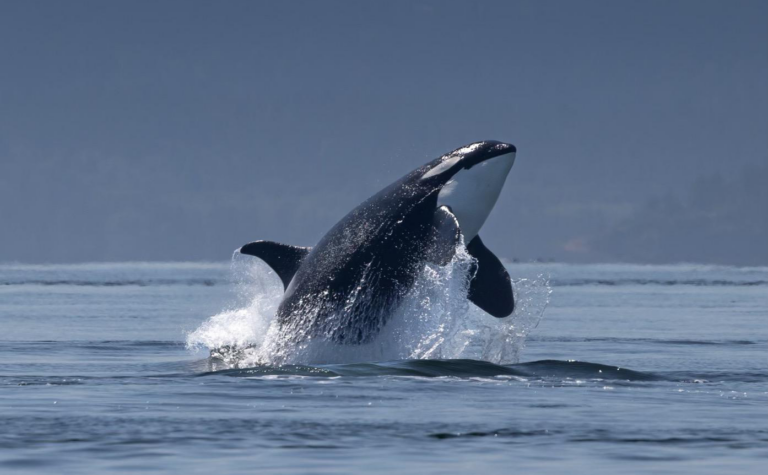Celebrating a Landmark Legal Victory for Southern Resident Killer Whales and Wild Chinook Recovery