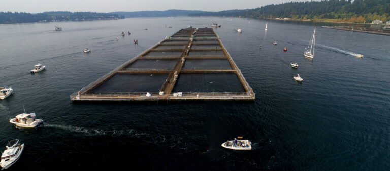 WE DID IT! DNR Denies New Net Pen Leases In Historic Victory For Wild Salmon, Orcas, & The Health Of Puget Sound