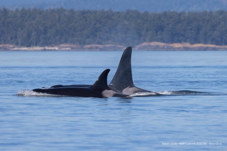 WFC Legal Victory Marks Turning Point for Southern Resident Orcas and Wild Chinook