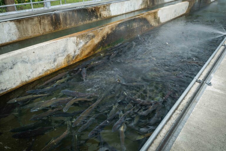 Conservation Advocates Serve Notice of Intent to Sue Over Columbia River Hatchery Programs Harming Wild Salmon Recovery