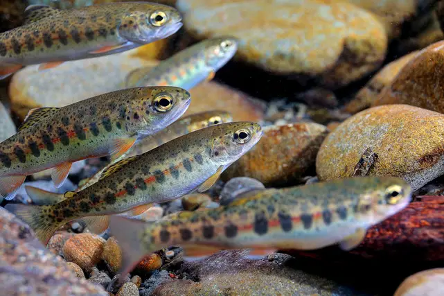 Lawsuit Filed Over Delay of Federal Protections for Olympic Peninsula Steelhead