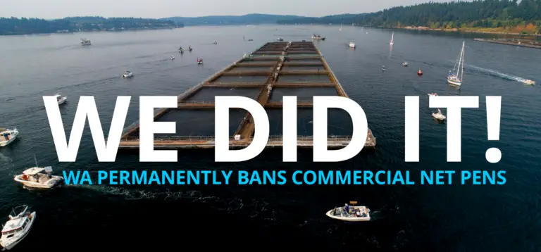 Thanks to you, We Made History for Wild Salmon, Orcas, Tribal Food Security, and the Health of Puget Sound