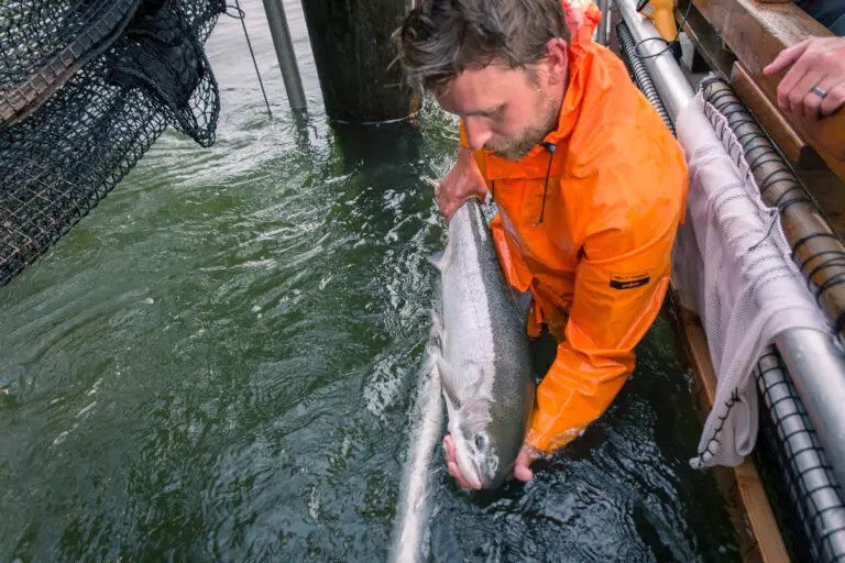 Columbia River Fish Traps Return for the Recovery of Wild Fish and Fishing Economies