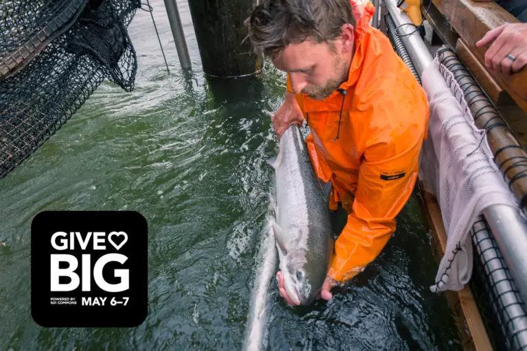 Today and Tomorrow, Give Big to Aid Wild Salmon Recovery & Help Commercial Fishers Transition to a Sustainable Future