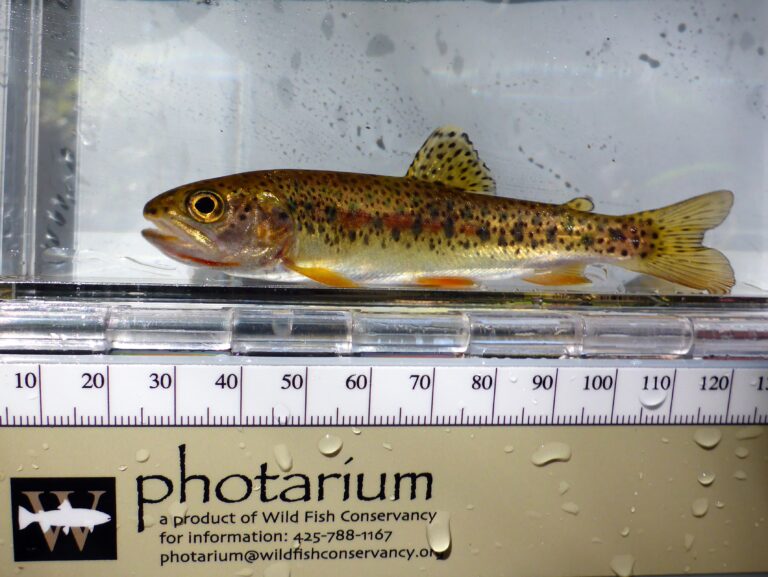 How a Petition to Protect Native Resident Trout from Harvest May Actually Lead to Increased Harvest Opportunities on Vulnerable Populations