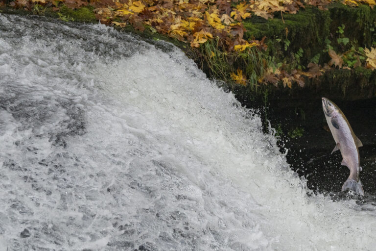 Good Statistics, Flawed System: A Deeper Look at Salmon Management for Oregon Coast Coho