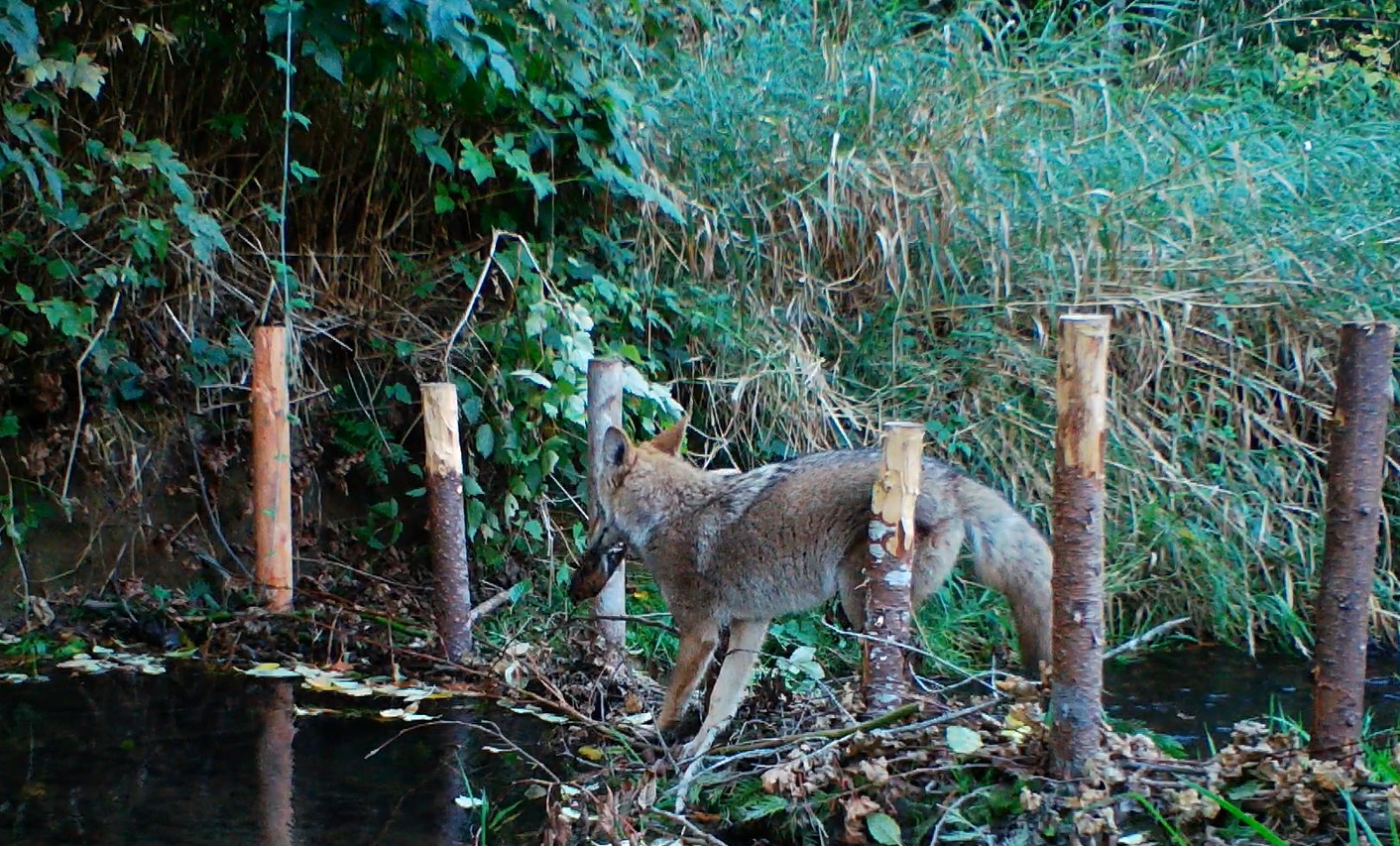 BDA Coyote and Robin (1)