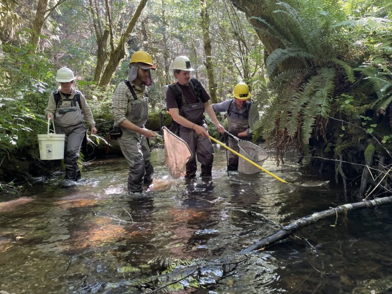 Building Like a Beaver: Bringing Habitat Back to the Chehalis Watershed with Beaver Dam Analogs