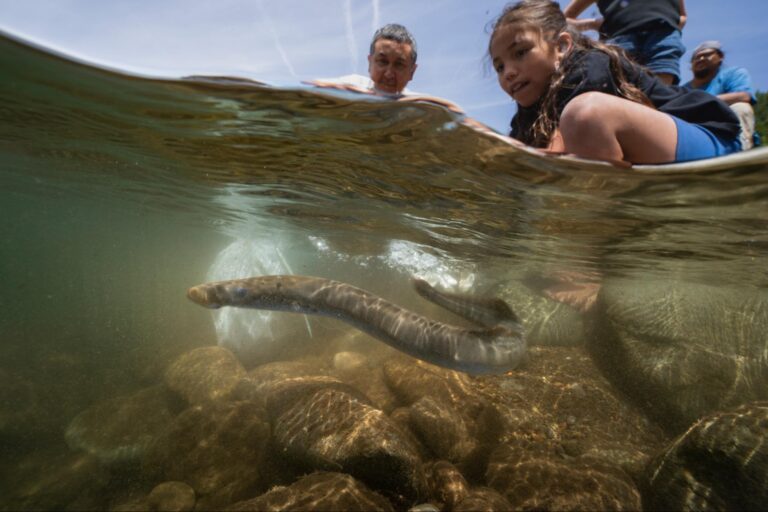 Seeing the Ancient: How Photography Is Changing the Future of Pacific Lamprey