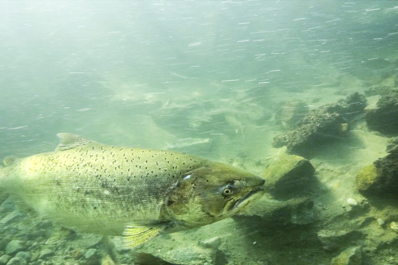 2. Chinook Tavish Campbell 03