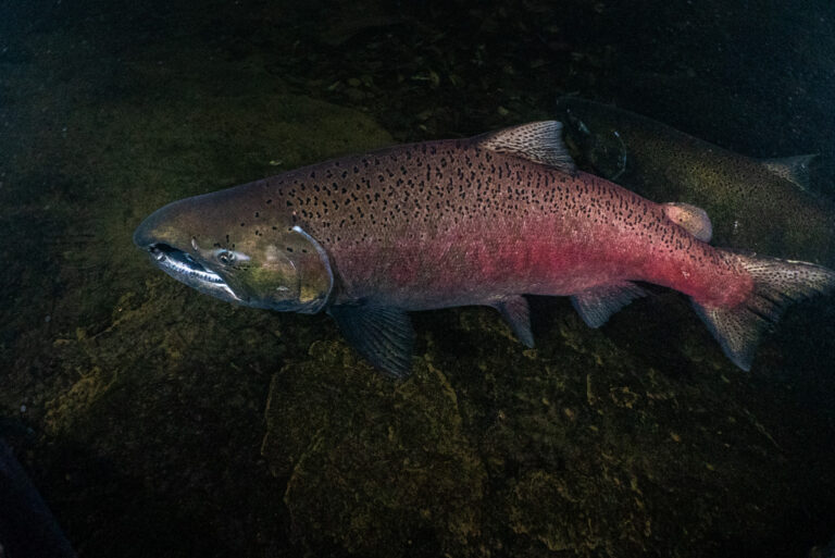 While Orcas and Salmon Declined, Ocean Harvests of Puget Sound Chinook Were Significantly Underestimated for Decades