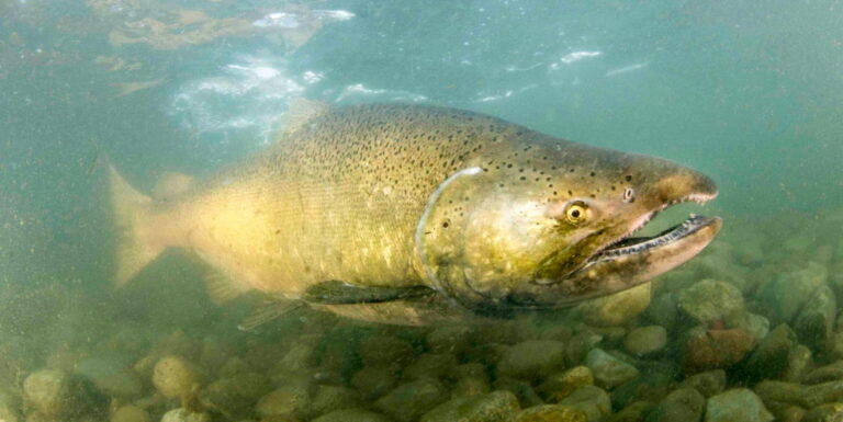 Harvesting immature Chinook is shrinking salmon and reducing future returns, new research finds