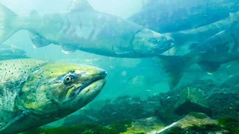 How harvesting immature Chinook salmon can shrink size and reduce future returns