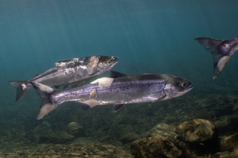 Rising Temperatures in the Columbia Basin Are Taking a Toll on Sockeye Salmon—but Advocates Are Fighting for Cold Water