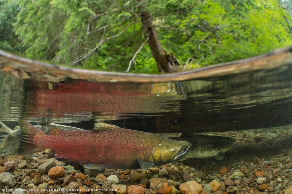 Communities across the Pacific Northwest have invested billions to restore salmon, like these spring Chinook, in the Columbia Basin. Yet too many never make it home to spawn. Photo by David Herasimtschuk.
