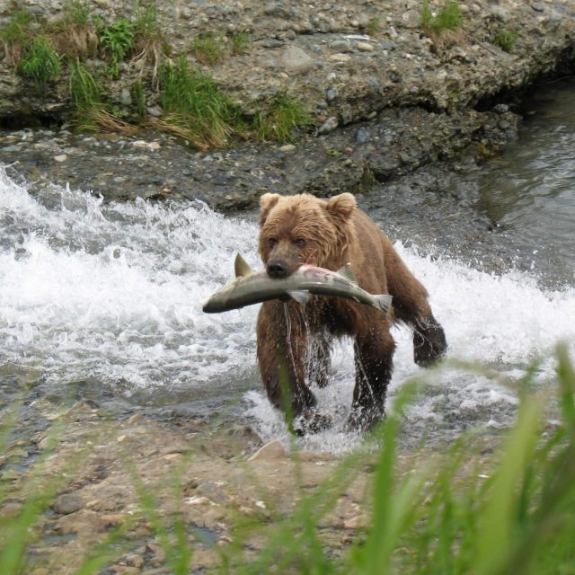 Grizzly with Salmon by Jean Beaufort